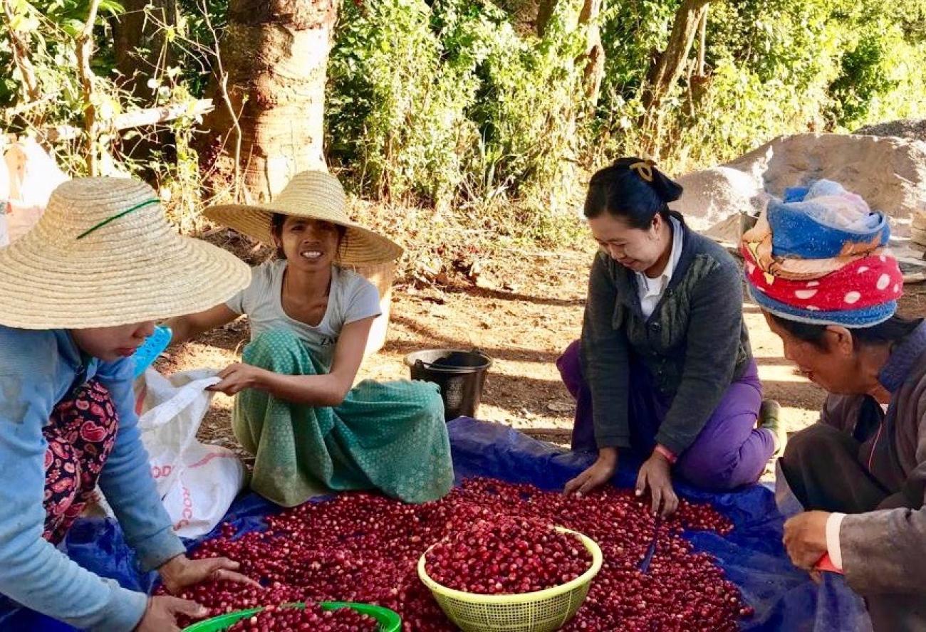 Fairtrade coffee workers in Myanmar