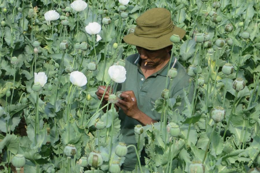 UNODC Report – Major Opium Economy Expansion Is Underway In Myanmar ...