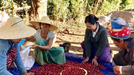 Fairtrade coffee workers in Myanmar